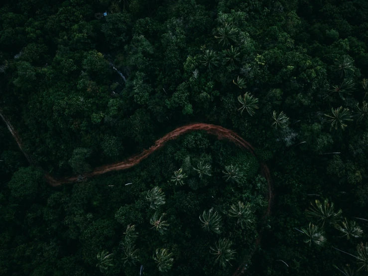 the trail in the trees is brown