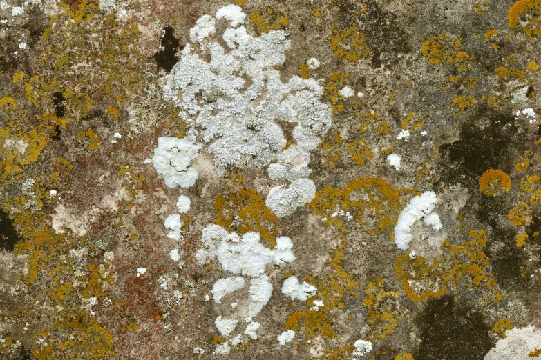 the texture of concrete has lignic and yellow flowers