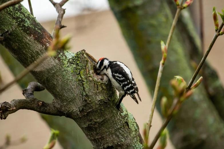 a bird on a tree nch near a small building