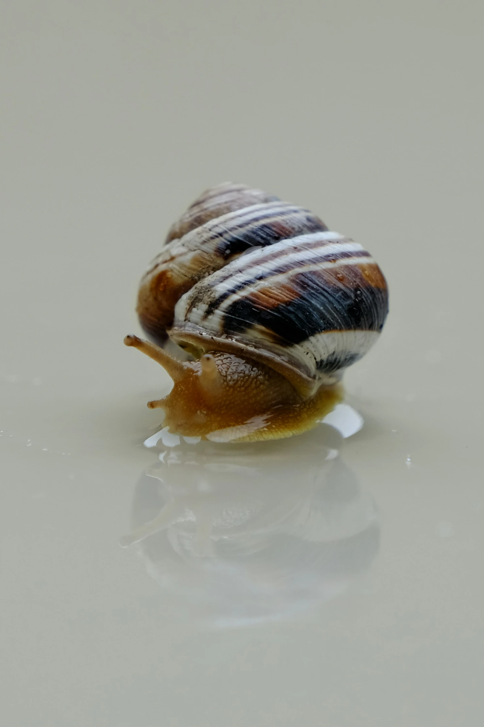 the shell of a snail in the middle of a smooth white background