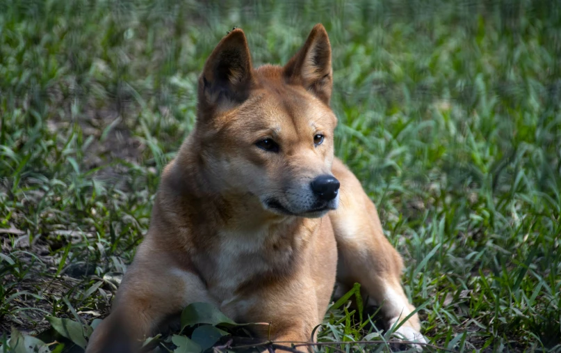 the dog is laying in the grass alone