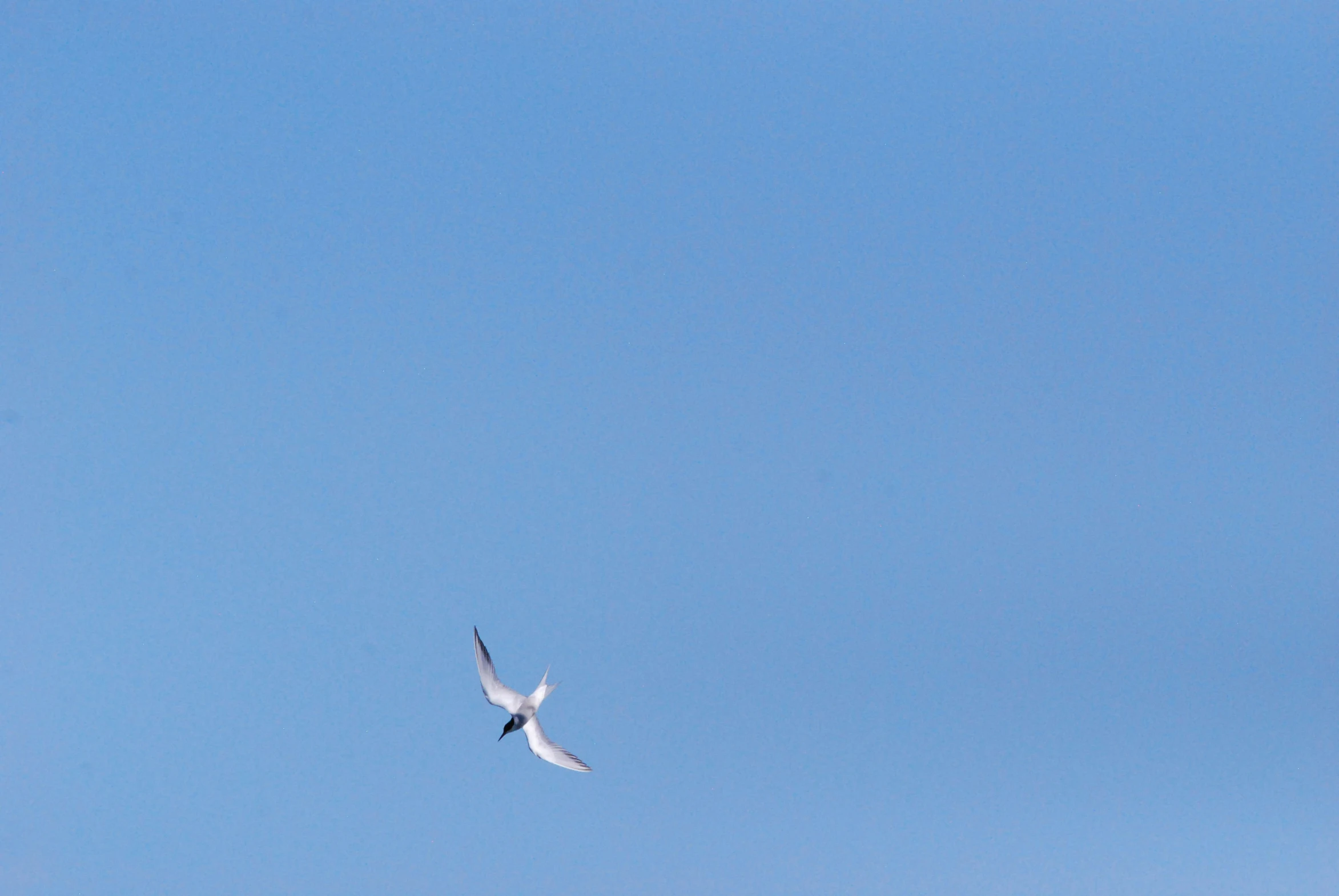 an oceangull flying above on a clear day