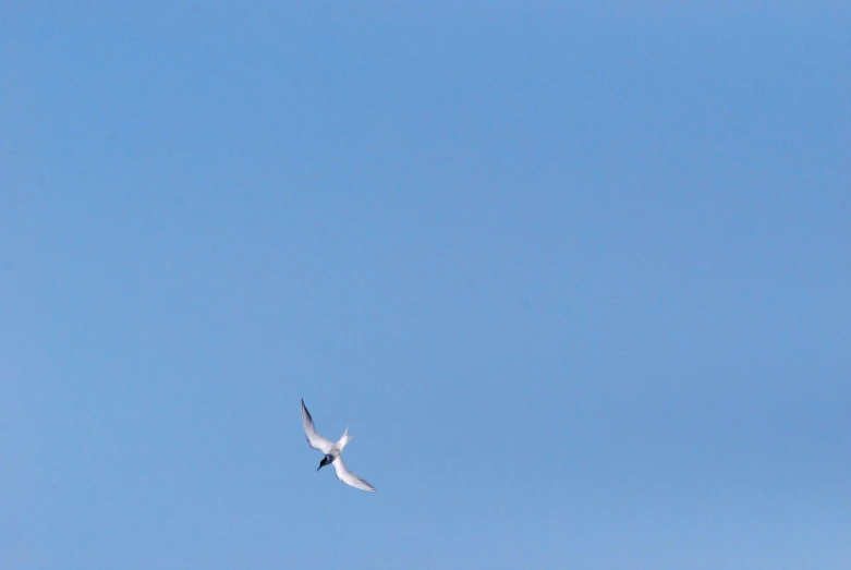 an oceangull flying above on a clear day