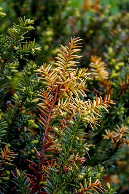 yellow and green foliage on trees growing