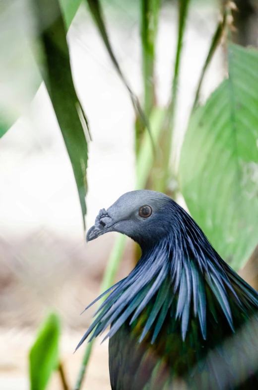 a large grey bird sitting in front of green leaves