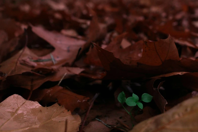 there is a small green plant in the forest