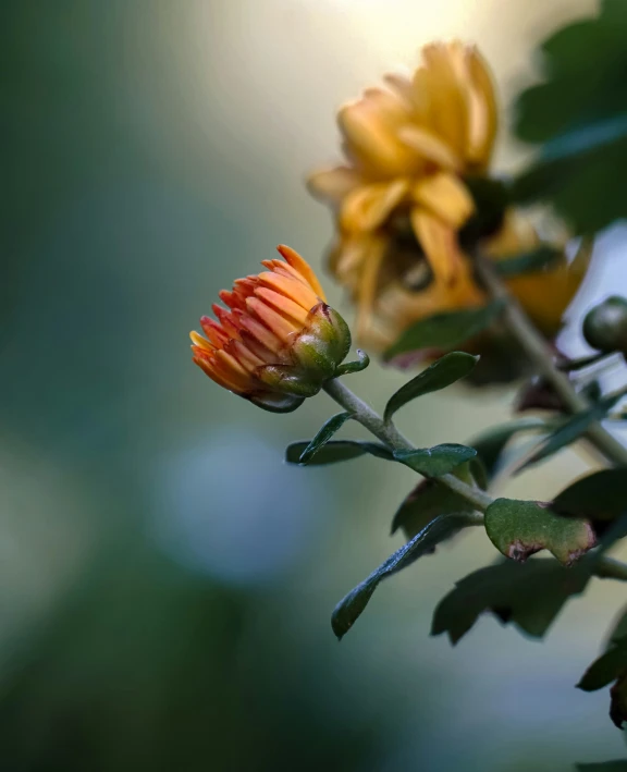 a yellow and orange flower with long stems