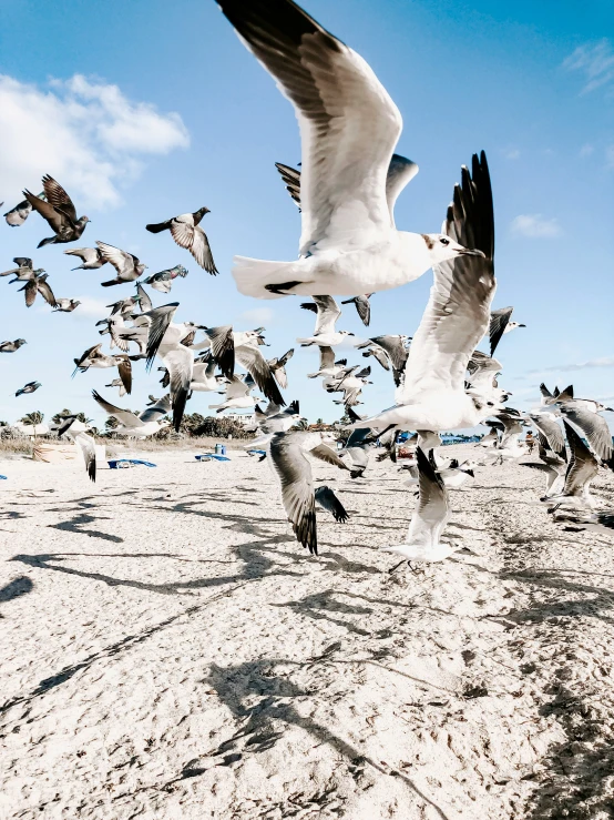 a large number of seagulls flying over the sand