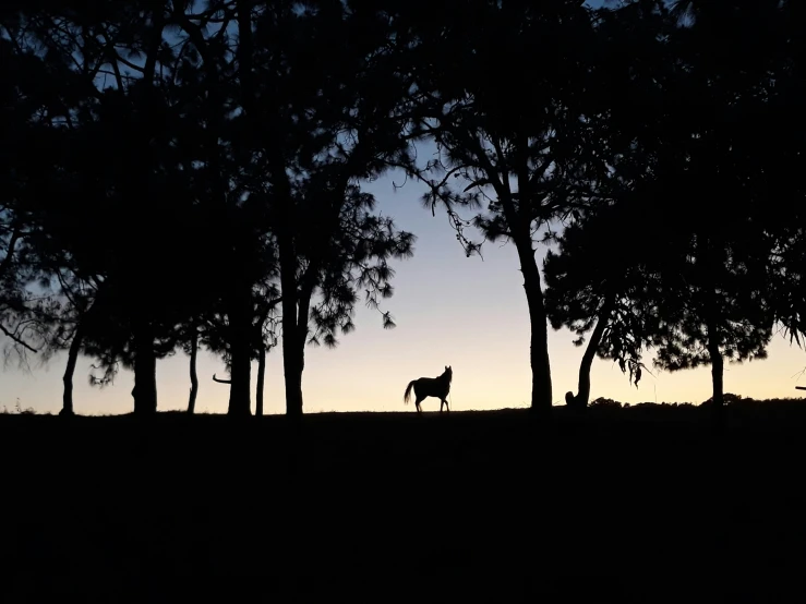 silhouette of a single deer standing in a wooded area