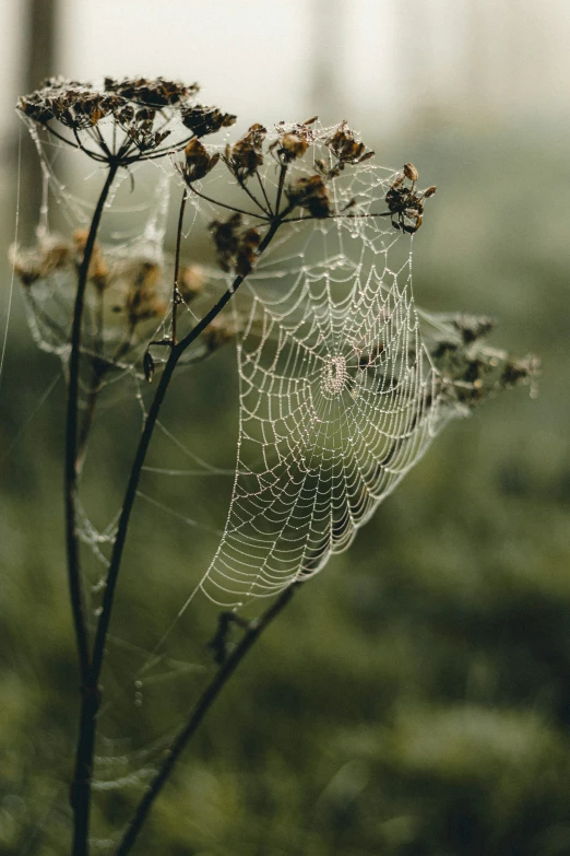 spider web sits atop an unripe leaf covered plant