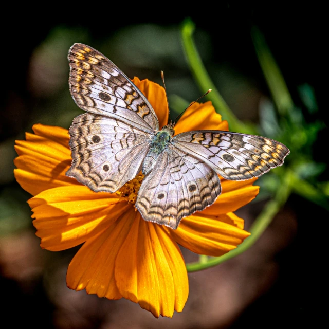 a large erfly is sitting on a flower