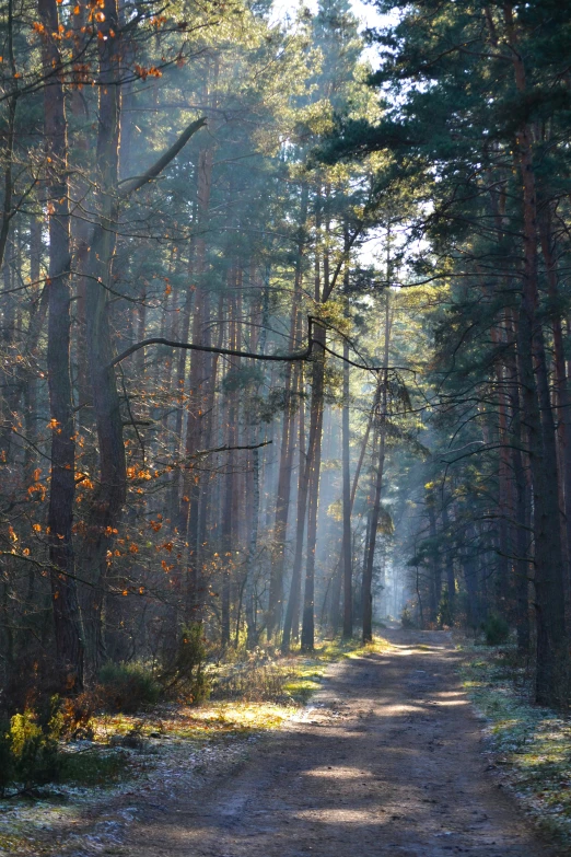 a pathway splits into different paths through a forest