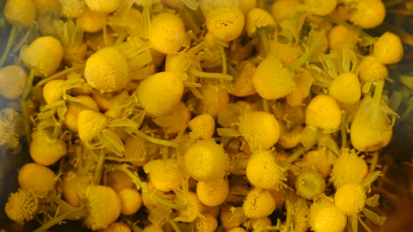 a close up view of some bright yellow plants