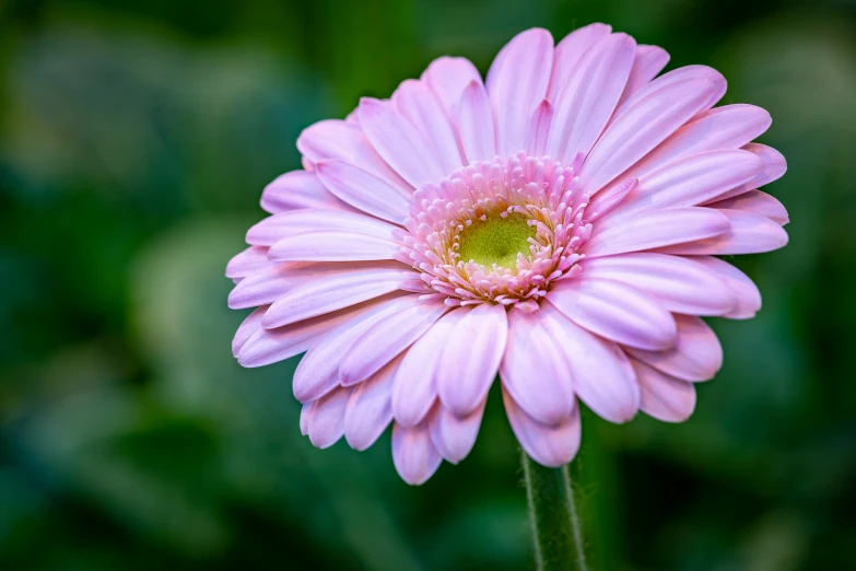 a pink flower is growing in the garden