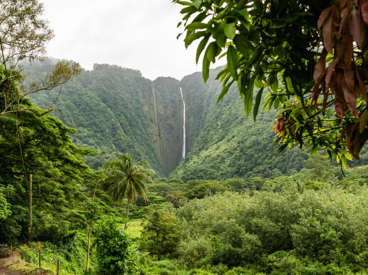 a lush green forest with tall vertical trees