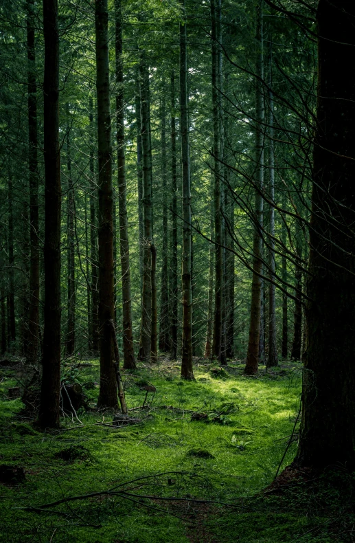 there is a path through the woods between many trees