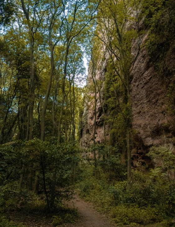 trees and bushes next to a path leading up to cliffs