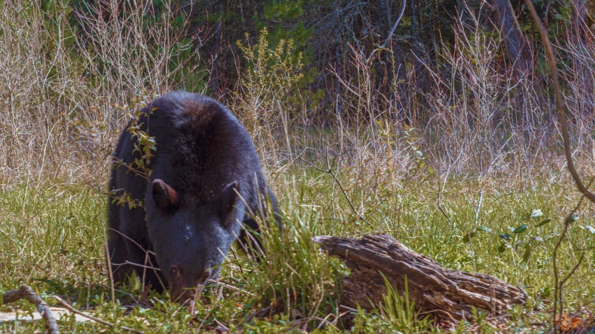 a bear is standing in a field of tall grass and tall weeds