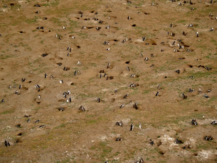 birds and goats graze on the brown ground