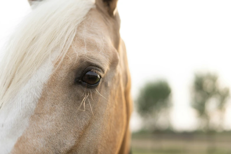 the side view of an adult horse with blond hair