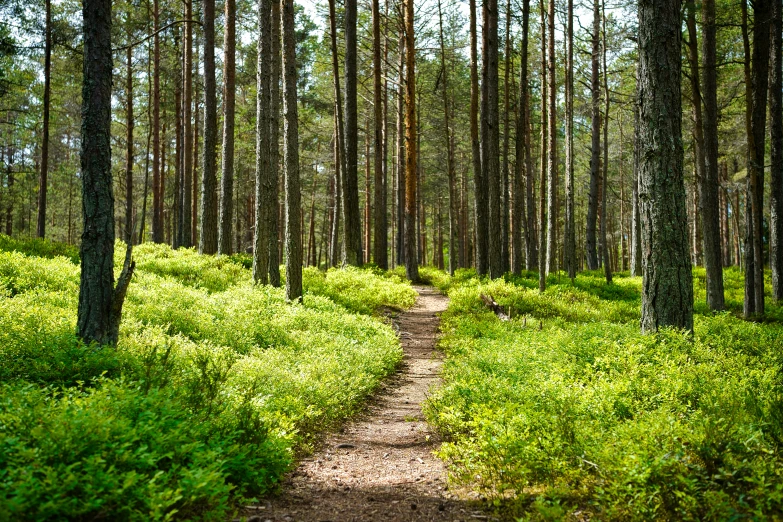 this path runs through the trees and is surrounded by tall grass