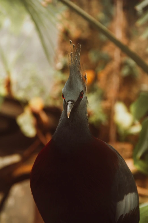 a close up view of a pigeon near some plants