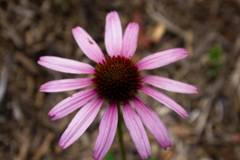 a pink flower on the ground near grass