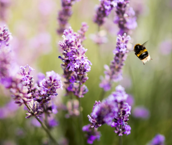 a bum is flying over the flowers in front of it