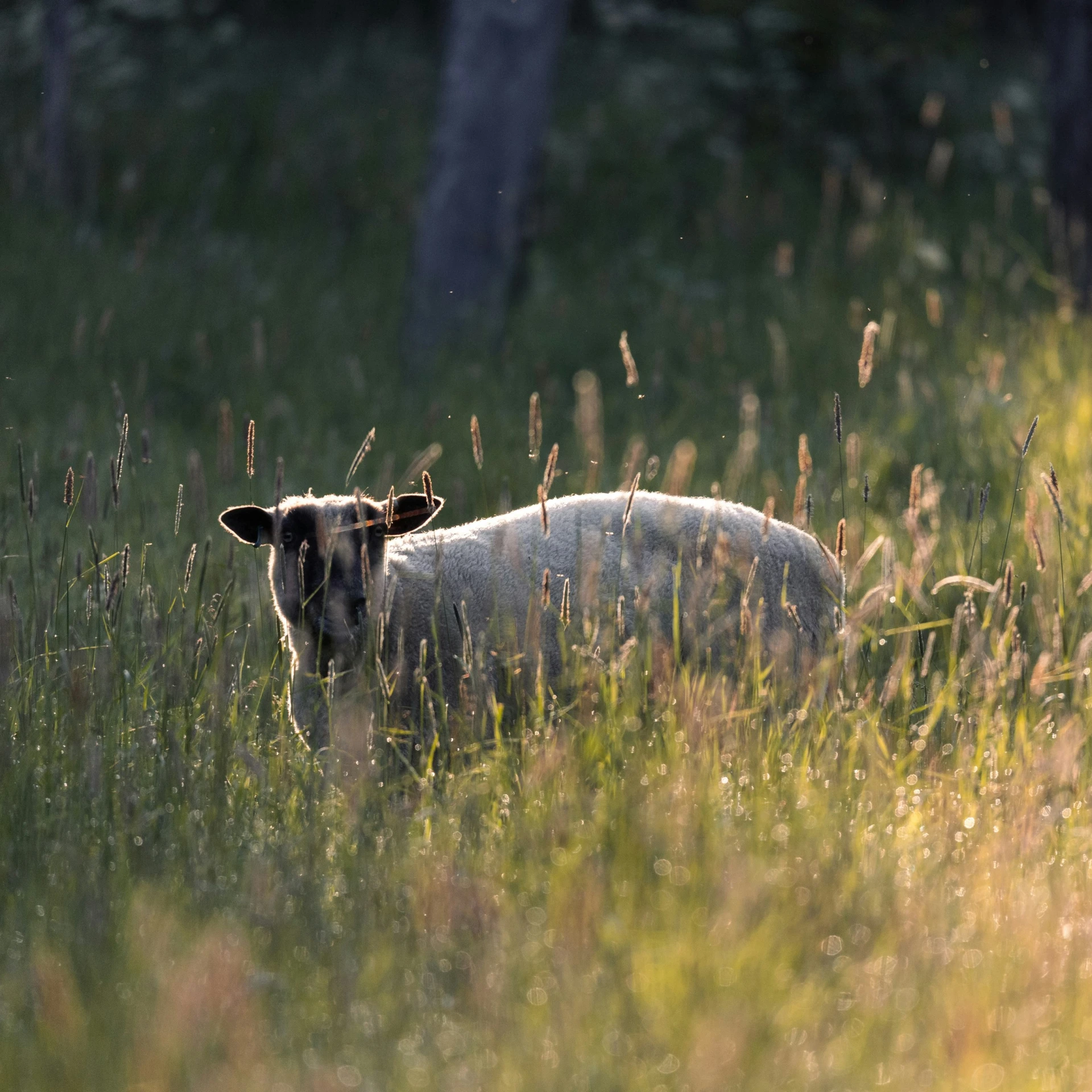 a brown and white sheep standing in tall grass