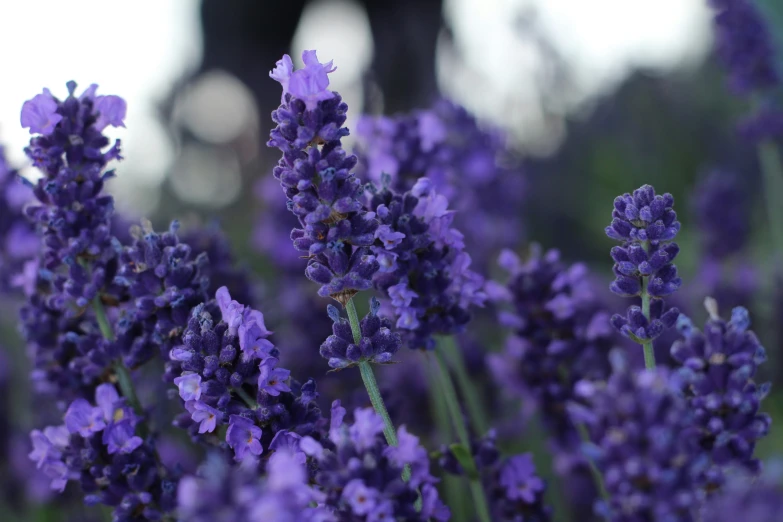 purple flowers blooming in the garden against a blurred background