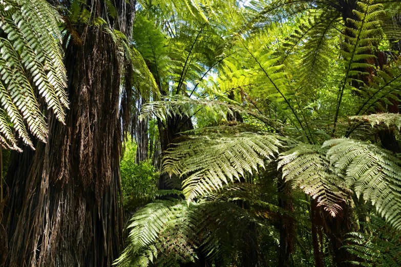 a green tree fern forest with lots of leaves