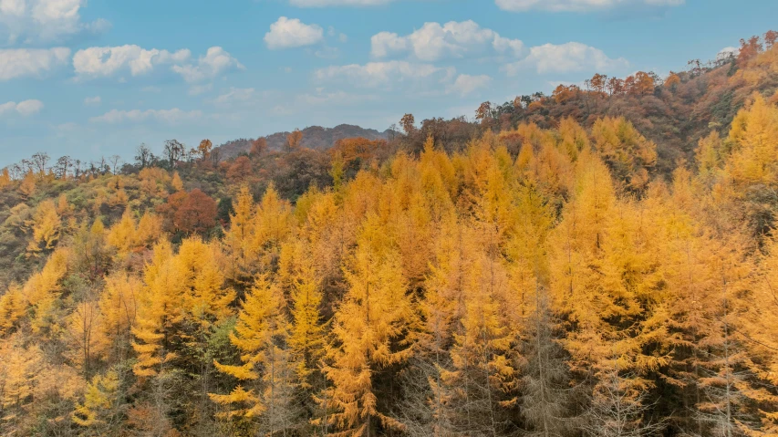 colorful trees line a mountain with white clouds