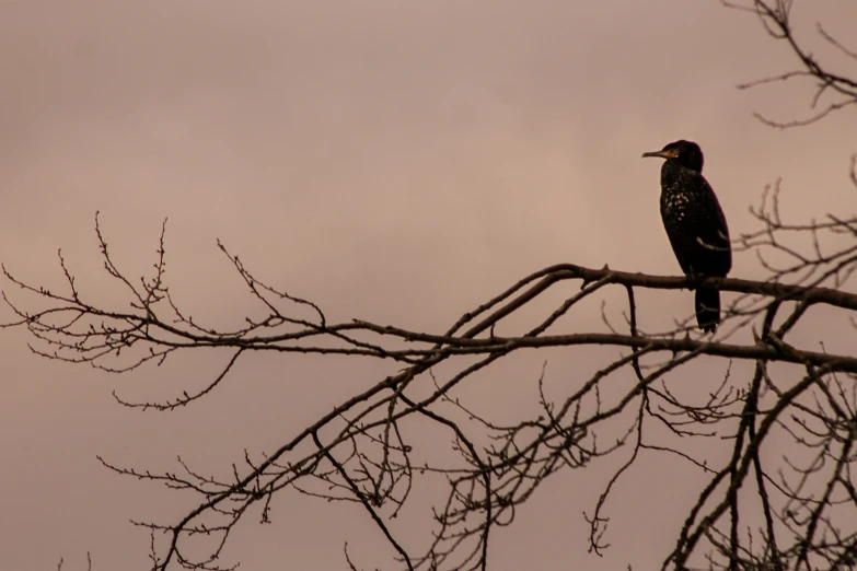 a bird sits on a tree limb during the evening