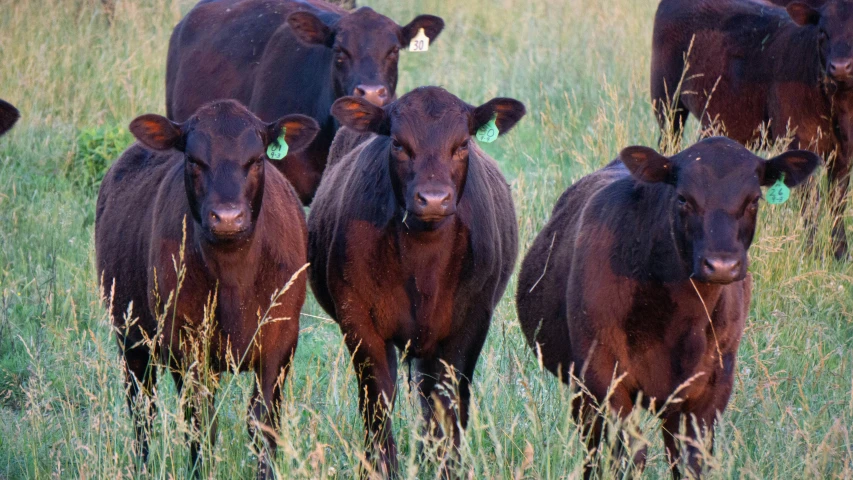 a herd of cows walking through tall grass