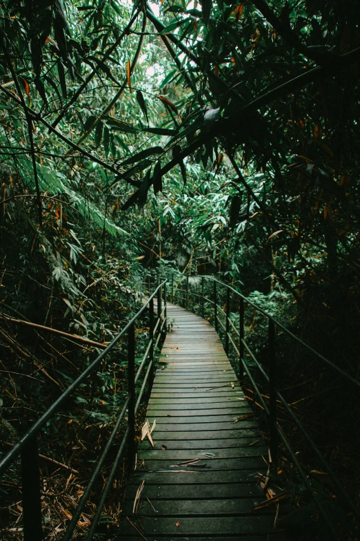 a wooden walkway through dense brush and trees