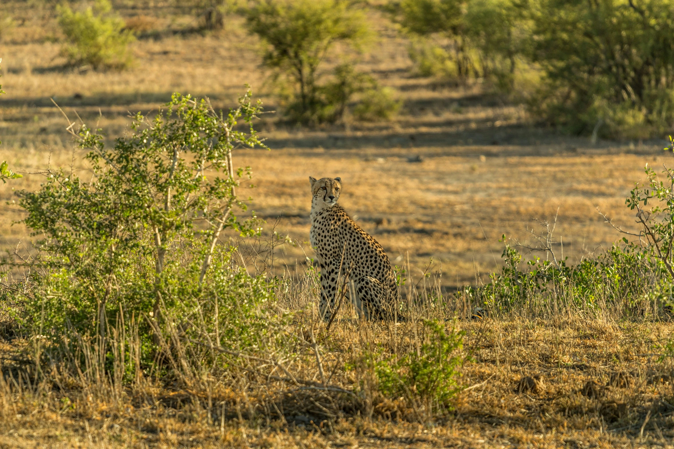 an image of a small leopard that is standing in the grass