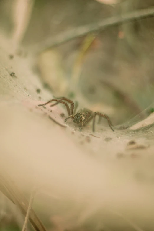 a closeup of a brown spider on a leaf