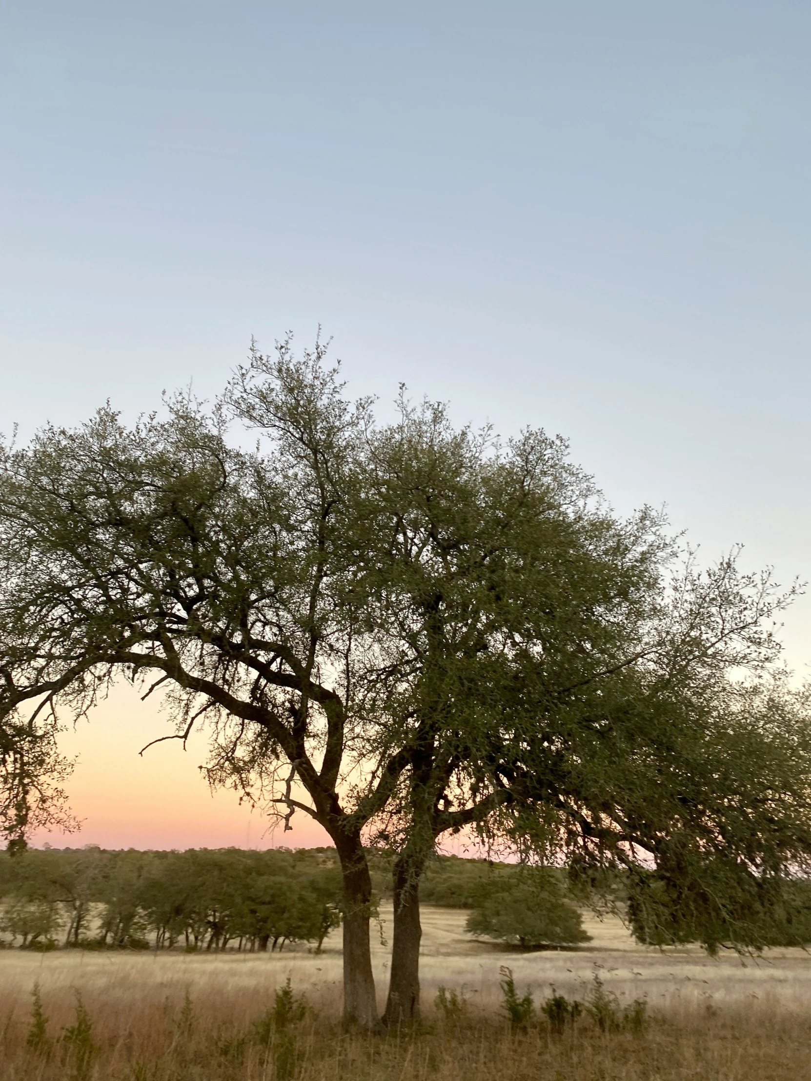 a lone giraffe standing by a tree in the middle of a field