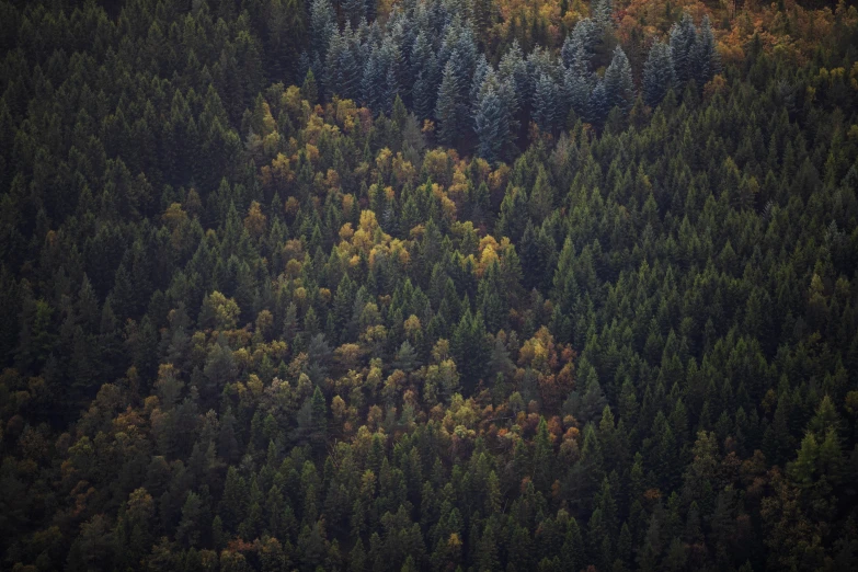 an aerial view of trees and the ground