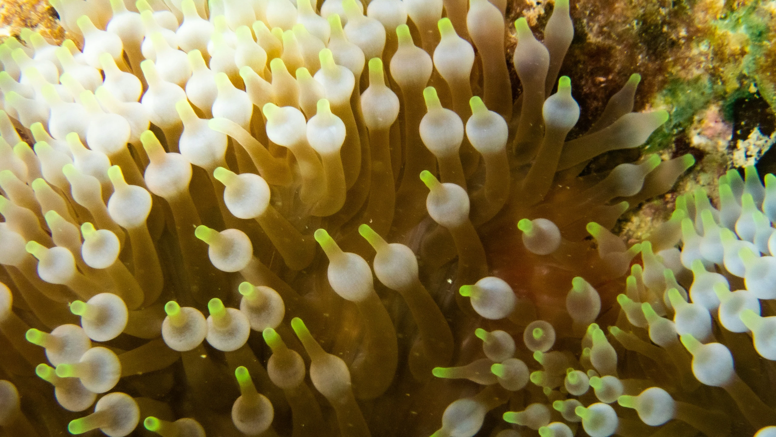 a group of sea anemons with green tips are in the water