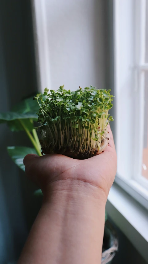 a person holding out a small piece of green grass