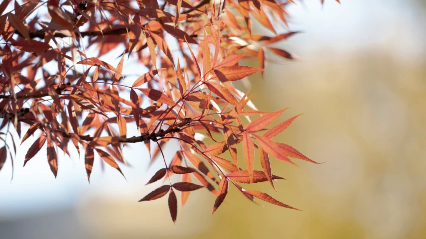 a nch with small, orange leaves hanging from it