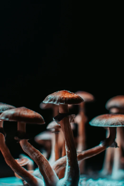 a bunch of mushrooms that are very large