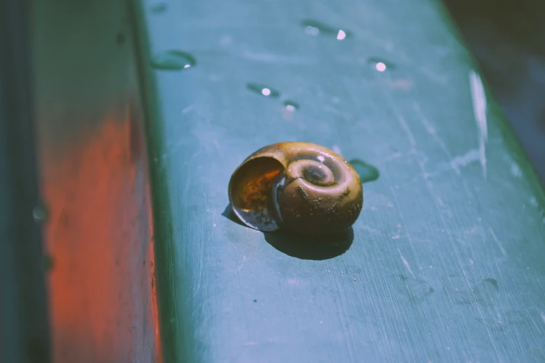 a close up of a snail on a bench