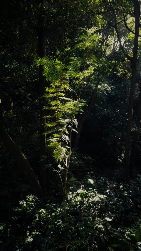 a dark po with several trees in the background