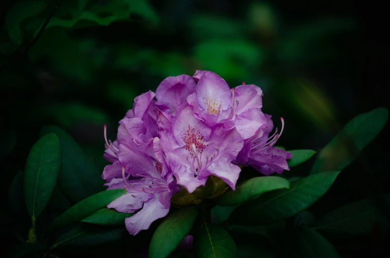 a purple flower on top of some green leaves