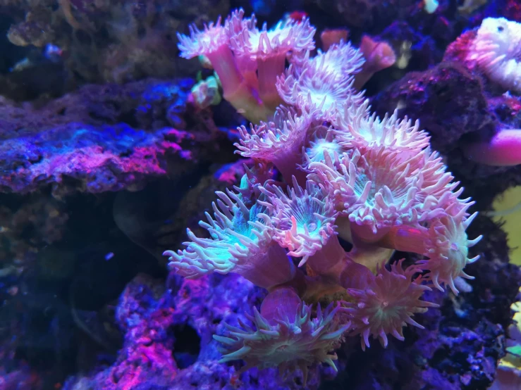 an orange and pink coral in the ocean