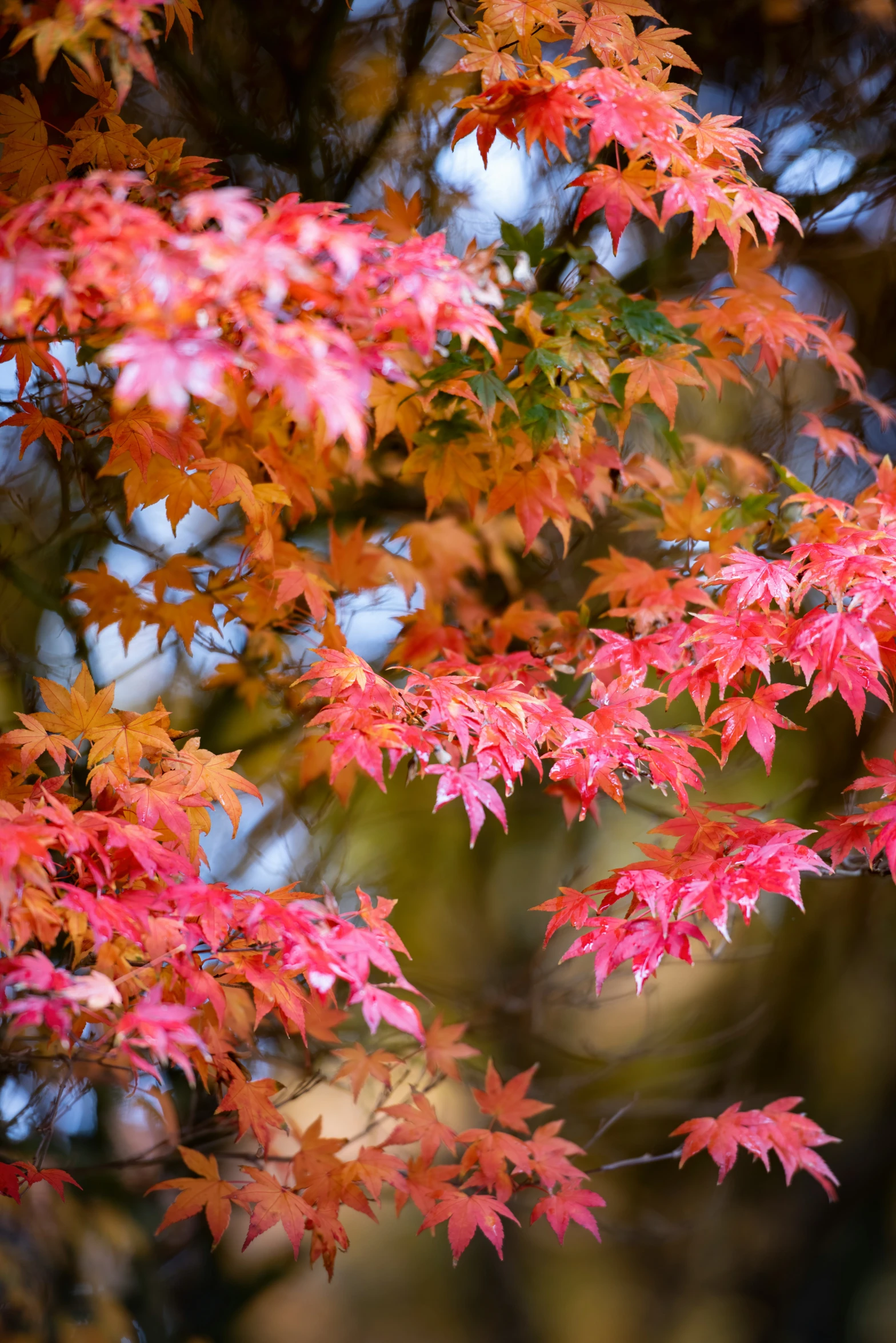 colorful fall leaves shine in the bright sunlight