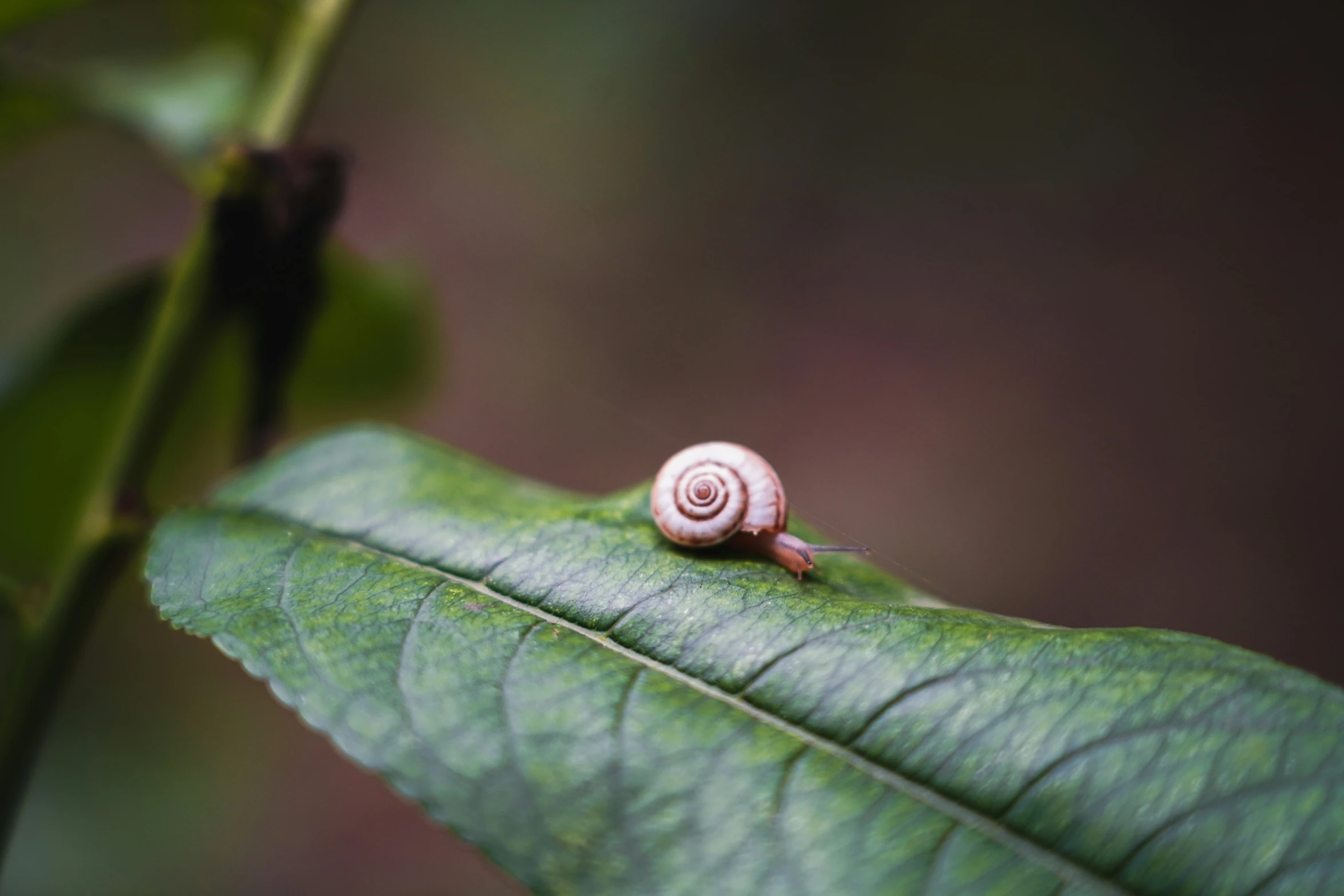 a close up of a small snail on top of a green leaf