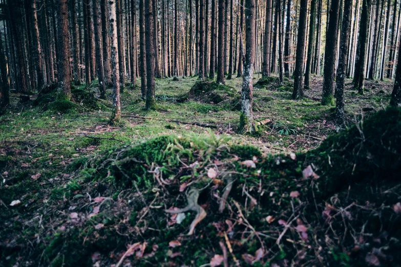 a forest with many thin trees